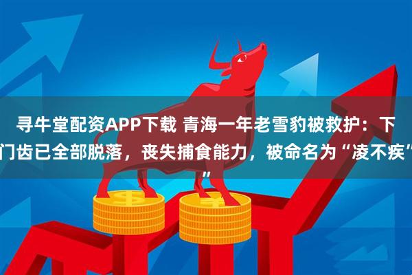 寻牛堂配资APP下载 青海一年老雪豹被救护：下门齿已全部脱落，丧失捕食能力，被命名为“凌不疾”